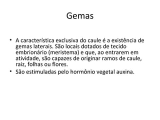 Gemas
• A característica exclusiva do caule é a existência de
gemas laterais. São locais dotados de tecido
embrionário (meristema) e que, ao entrarem em
atividade, são capazes de originar ramos de caule,
raiz, folhas ou flores.
• São estimuladas pelo hormônio vegetal auxina.

 