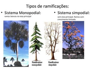 Tipos de ramificações:
• Sistema Monopodial:
ramos laterais no eixo principal

• Sistema simpodial:
sem eixo principal. Ramos com
crescimento limitado

 