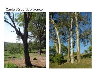 Caule aéreo tipo tronco

 