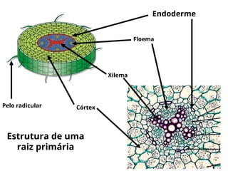 caule_raiz_interno_botanica_biologia.ppt