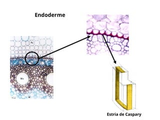 caule_raiz_interno_botanica_biologia.ppt