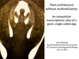 Plant architecture
without multicellularity:
An intracellular
transcriptomic atlas of a
giant, single-celled alga
Dan Chitwood
Donald Danforth Plant Science Center
74th Society for Developmental Biology
July 11, 2015
 