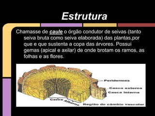 Chamasse de caule o órgão condutor de seivas (tanto
seiva bruta como seiva elaborada) das plantas,por
que e que sustenta a copa das árvores. Possui
gemas (apical e axilar) de onde brotam os ramos, as
folhas e as flores.
Estrutura
 