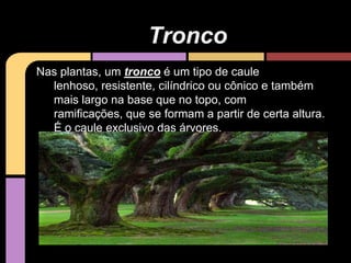 Nas plantas, um tronco é um tipo de caule
lenhoso, resistente, cilíndrico ou cônico e também
mais largo na base que no topo, com
ramificações, que se formam a partir de certa altura.
É o caule exclusivo das árvores.
Tronco
 
