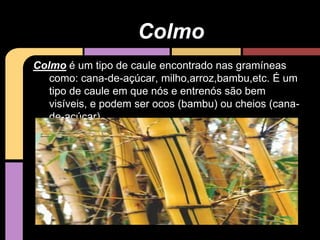 Colmo é um tipo de caule encontrado nas gramíneas
como: cana-de-açúcar, milho,arroz,bambu,etc. É um
tipo de caule em que nós e entrenós são bem
visíveis, e podem ser ocos (bambu) ou cheios (cana-
de-açúcar).
Colmo
 