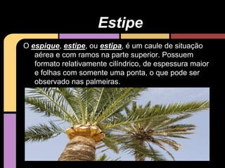 O espique, estipe, ou estipa, é um caule de situação
aérea e com ramos na parte superior. Possuem
formato relativamente cilíndrico, de espessura maior
e folhas com somente uma ponta, o que pode ser
observado nas palmeiras.
Estipe
 