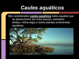 São considerados caules aquáticos todos aqueles que
se desenvolvem em meio aquoso, exemplos:
elódea, vitória-régia e outras plantas ornamentais
aquáticas.
Caules aquáticos
 