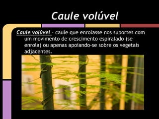 Caule volúvel – caule que enrolasse nos suportes com
um movimento de crescimento espiralado (se
enrola) ou apenas apoiando-se sobre os vegetais
adjacentes.
Caule volúvel
 