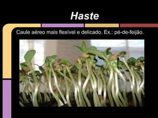 Caule aéreo mais flexível e delicado. Ex.: pé-de-feijão.
Haste
 