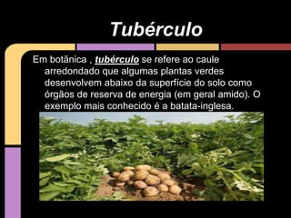Em botãnica , tubérculo se refere ao caule
arredondado que algumas plantas verdes
desenvolvem abaixo da superfície do solo como
órgãos de reserva de energia (em geral amido). O
exemplo mais conhecido é a batata-inglesa.
Tubérculo
 
