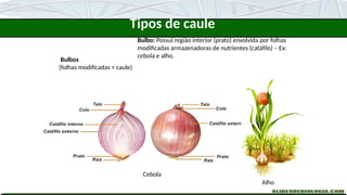 Bulbos
(folhas modificadas + caule)
Bulbo: Possui região interior (prato) envolvida por folhas
modificadas armazenadoras de nutrientes (catáfilo) – Ex:
cebola e alho.
Cebola
Alho
Tipos de caule
 