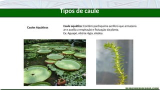 Caules Aquáticos Caule aquático: Contém parênquima aerífero que armazena
ar e auxilia a respiração e flutuação da planta.
Ex: Aguapé, vitória régia, elodea.
Tipos de caule
 