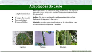 Adaptações do caule
 Proteção (herbivoria)
 Reserva de água
 Economia hídrica.
Espinhos: Podem se originar do caule ou da folha – No primeiro
caso, são ramos curtos com ponta afilada que protege a planta.
(Ex: Limoeiro)
Acúleo: Estruturas pontiagudas originadas da epiderme (são
facilmente destacáveis) – Ex: roseira
Cladódios: Caules adaptados à realização de fotossíntese e ao
armazenamento de água. Ex: cactáceas.
Espinhos Acúleos Cladódio
Adaptações do caule
 