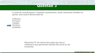Questão 3
O caule da cana-de-açúcar é bastante característico, sendo claramente dividido em
gomos. Esse caule é denominado de:
a) Rizoma.
b) Tronco.
c) Bulbo.
d) Colmo.
e) Estolho.
Alternativa “d”. Os colmos são caules que não se
ramificam e que apresentam divisão clara entre os nós
e entrenós.
 