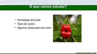 • Morfologia do Caule
• Tipos de caules
• Algumas adaptações do caule
O que vamos estudar?
 
