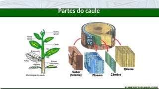 Partes do caule
 