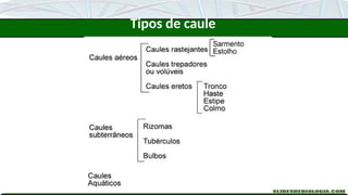 Tipos de caule
 