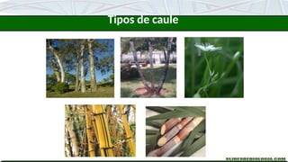 Tipos de caule
 