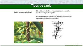 Caules Trepadores (volúvel)
São relativamente finos e longos e crescem enrolados
sob diversos tipos de suporte.
Apresentam ramos modificados (gavinhas) que auxiliam
na fixação das plantas ao substrato.
Tipos de caule
 