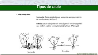 Caules rastejantes
Sarmento: Caule rastejante que apresenta apenas um ponto
de enraizamento (Abóbora)
Estolão: Caule rastejante que produz gemas em vários pontos
que podem originar novas plantas completas. (Morango)
Sarmento
Tipos de caule
 