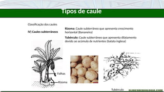 Classificação dos caules
IV) Caules subterrâneos
Rizoma: Caule subterrâneo que apresenta crescimento
horizontal (Bananeira)
Tubérculo: Caule subterrâneo que apresenta dilatamento
devido ao acúmulo de nutrientes (batata inglesa)
Tubérculo
Rizoma
Folhas
Tipos de caule
 
