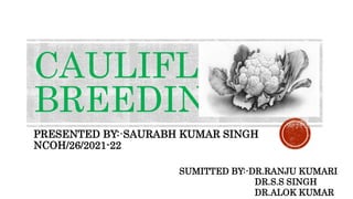 CAULIFLOWER
BREEDING
PRESENTED BY:-SAURABH KUMAR SINGH
NCOH/26/2021-22
SUMITTED BY:-DR.RANJU KUMARI
DR.S.S SINGH
DR.ALOK KUMAR
 