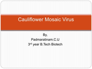 By,
Padmaratinam.C.U
3rd year B.Tech Biotech
Cauliflower Mosaic Virus
 