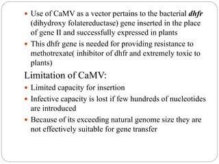  Use of CaMV as a vector pertains to the bacterial dhfr
(dihydroxy folatereductase) gene inserted in the place
of gene II and successfully expressed in plants
 This dhfr gene is needed for providing resistance to
methotrexate( inhibitor of dhfr and extremely toxic to
plants)
Limitation of CaMV:
 Limited capacity for insertion
 Infective capacity is lost if few hundreds of nucleotides
are introduced
 Because of its exceeding natural genome size they are
not effectively suitable for gene transfer
 