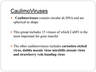 CaulimoViruses
 Caulimoviruses contain circular ds DNA and are
spherical in shape
 This group includes 15 viruses of which CaMV is the
most important for gene transfer
 The other caulimoviruses includes carnation etched
virus, dahlia mosaic virus mirabilis mosaic virus
and strawberry vein banding virus
 