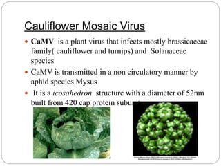 Cauliflower Mosaic Virus
 CaMV is a plant virus that infects mostly brassicaceae
family( cauliflower and turnips) and Solanaceae
species
 CaMV is transmitted in a non circulatory manner by
aphid species Mysus
 It is a icosahedron structure with a diameter of 52nm
built from 420 cap protein subunits
 