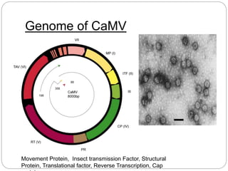 Genome of CaMV
Movement Protein, Insect transmission Factor, Structural
Protein, Translational factor, Reverse Transcription, Cap
 