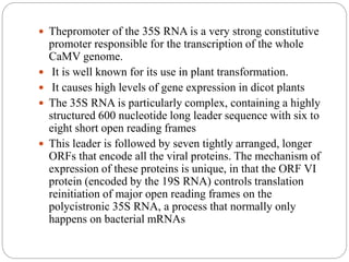  Thepromoter of the 35S RNA is a very strong constitutive
promoter responsible for the transcription of the whole
CaMV genome.
 It is well known for its use in plant transformation.
 It causes high levels of gene expression in dicot plants
 The 35S RNA is particularly complex, containing a highly
structured 600 nucleotide long leader sequence with six to
eight short open reading frames
 This leader is followed by seven tightly arranged, longer
ORFs that encode all the viral proteins. The mechanism of
expression of these proteins is unique, in that the ORF VI
protein (encoded by the 19S RNA) controls translation
reinitiation of major open reading frames on the
polycistronic 35S RNA, a process that normally only
happens on bacterial mRNAs
 