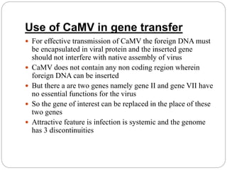 Use of CaMV in gene transfer
 For effective transmission of CaMV the foreign DNA must
be encapsulated in viral protein and the inserted gene
should not interfere with native assembly of virus
 CaMV does not contain any non coding region wherein
foreign DNA can be inserted
 But there a are two genes namely gene II and gene VII have
no essential functions for the virus
 So the gene of interest can be replaced in the place of these
two genes
 Attractive feature is infection is systemic and the genome
has 3 discontinuities
 