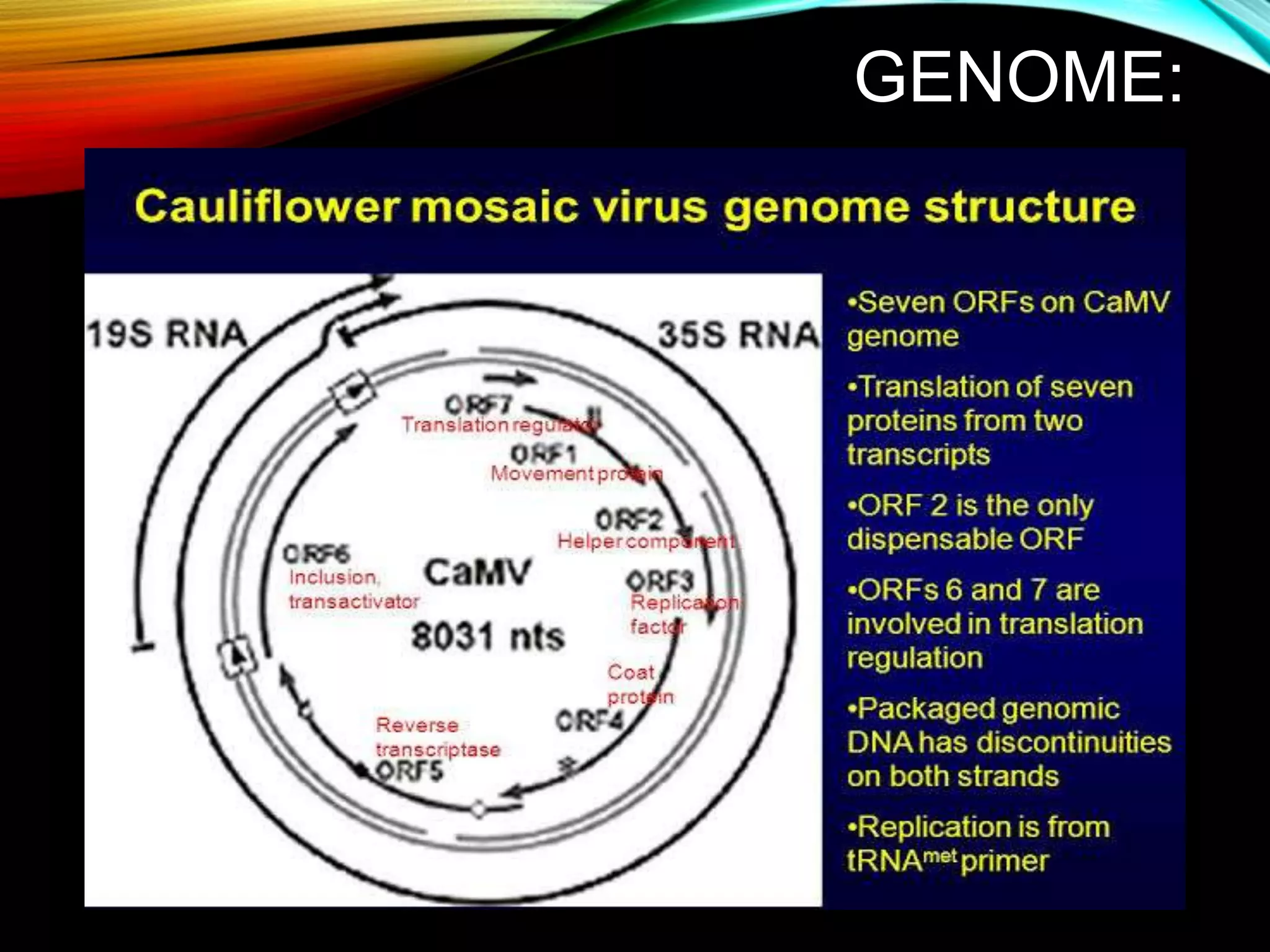 Cauliflower mosaic virus ppt | PPTX