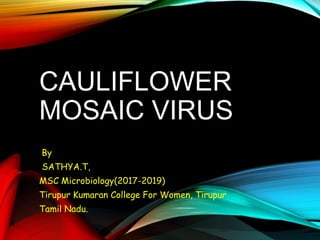 CAULIFLOWER
MOSAIC VIRUS
By
SATHYA.T,
MSC Microbiology(2017-2019)
Tirupur Kumaran College For Women, Tirupur
Tamil Nadu.
 