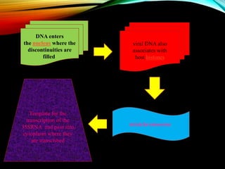 DNA enters
the nucleus where the
discontinuities are
filled
viral DNA also
associates with
host histones
minichromosome
Template for the
transcription of the
35SRNA and pass into
cytoplasm where they
are transcribed
 