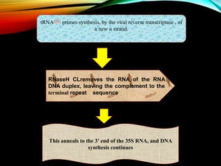 tRNAfMet primes synthesis, by the viral reverse transcriptase , of
a new α strand.
RNaseH CLremoves the RNA of the RNA
DNA duplex, leaving the complement to the
terminal repeat sequence
This anneals to the 3′ end of the 35S RNA, and DNA
synthesis continues
 