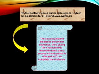 RNAseH activity leaves purine-rich regions •, which
act as primers for (+)-strand DNA synthesis
The oncoming strand
displaces the primer
sequence, thus giving
the characteristic
discontinuities, and a
second strand-switch is
effected at D1 to
complete the molecule.
 