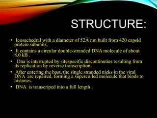 STRUCTURE:
• Icosachedral with a diameter of 52Â nm built from 420 capsid
protein subunits.
• It contains a circular double-stranded DNA molecule of about
8.0 kB .
• Dna is interrupted by sitespecific discontinuties resulting from
its replication by reverse transcription.
• After entering the host, the single stranded nicks in the viral
DNA are repaired, forming a supercoiled molecule that binds to
histones.
• DNA is transcriped into a full length .
 