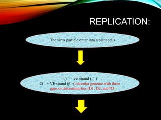 REPLICATION:
The virus particle enter into a plant cells
1) - ve strand ( )
2) + VE strand (β, γ) circular genome with three
gaps or discontinuities (D1, D2, and D3)
 