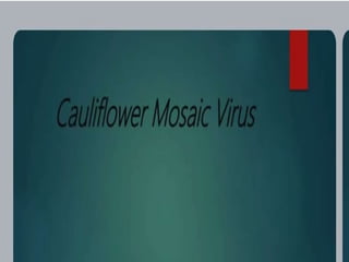 cauli flower mosaic virus.pptx