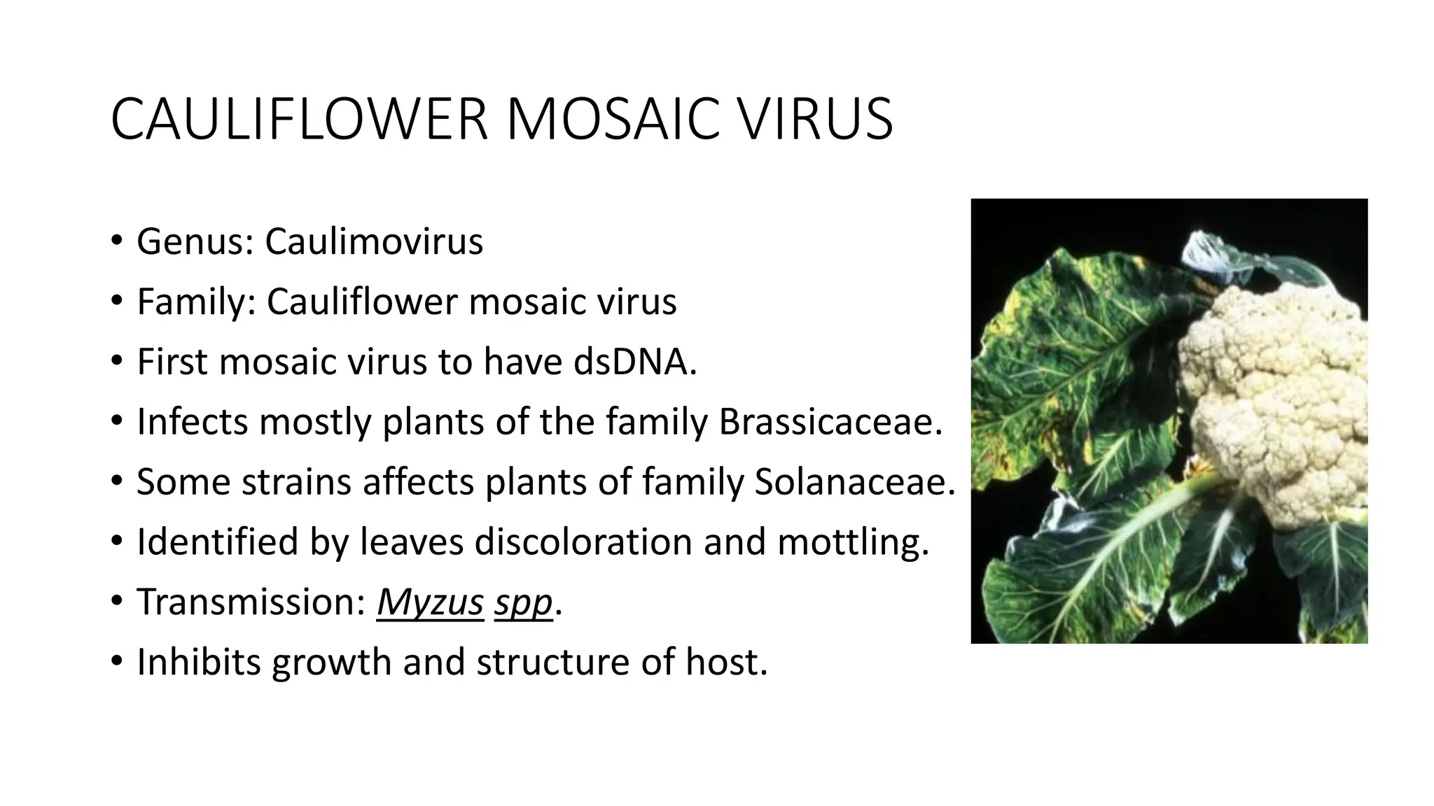 CAULIFLOWER MOSAIC VIRUS.pptx, APPLIED MICROBIOLOGY | PPTX