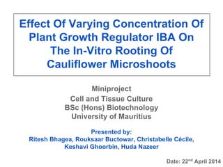 Effect Of Varying Concentration Of
Plant Growth Regulator IBA On
The In-Vitro Rooting Of
Cauliflower Microshoots
Miniproject
Cell and Tissue Culture
BSc (Hons) Biotechnology
University of Mauritius
Presented by:
Ritesh Bhagea, Rouksaar Buctowar, Christabelle Cécile,
Keshavi Ghoorbin, Huda Nazeer
Date: 22nd
April 2014
 