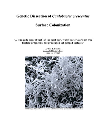 Genetic Dissection of Caulobacter crescentus

                         Surface Colonization


”... It is quite evident that for the most part, water bacteria are not free
          floating organisms, but grow upon submerged surfaces”

                                      Arthur T. Henrics
                                    Journal of Bacteriology
                                       1933, 25: 277-287




           SEM image of Caulobacter crescentus CB15 microcolony grown on borosilicate surface
 