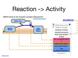 Reaction -> Activity
BMP2 binds to the receptor complex (Reactome)
GO:0005160
Mapping rules
 