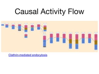 Causal Activity Flow
Clathrin-mediated endocytosis
 