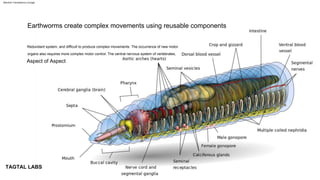 Redundant system, and difficult to produce complex movements. The occurrence of new motor
organs also requires more complex motor control. The central nervous system of vertebrates,
Aspect of Aspect
TAGTAL LABS
Earthworms create complex movements using reusable components
Machine Translated by Google
 