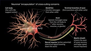 Movement (running, flying)
Neuronal “encapsulation” of cross-cutting concerns
Machine Translated by Google
 