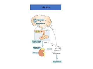HPA Axis
 