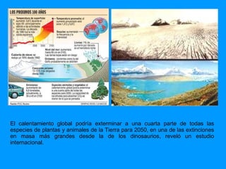 El calentamiento global podría exterminar a una cuarta parte de todas las especies de plantas y animales de la Tierra para 2050, en una de las extinciones en masa más grandes desde la de los dinosaurios, reveló un estudio internacional.  
